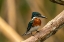 Picture of TRINIDAD-CARONI SWAMP. GREEN KINGFISHER BIRD CLOSE-UP.