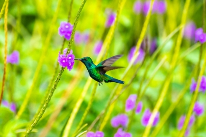 Picture of TRINIDAD. BLUE-CHINNED SAPPHIRE HUMMINGBIRD FEEDING ON VERVAIN FLOWERS.