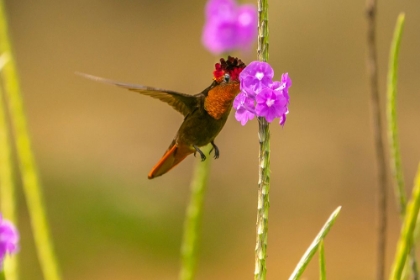 Picture of TRINIDAD. RUBY TOPAZ HUMMINGBIRD FEEDING ON VERVAIN FLOWERS.