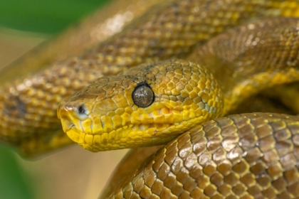 Picture of TRINIDAD-CARONI SWAMP. COOKS TREE BOA CLOSE-UP.