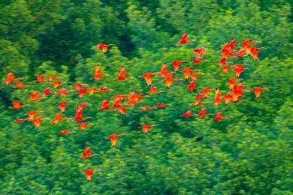 Picture of TRINIDAD-CARONI SWAMP. SCARLET IBIS BIRDS IN FLIGHT.
