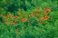 Picture of TRINIDAD-CARONI SWAMP. SCARLET IBIS BIRDS IN FLIGHT.