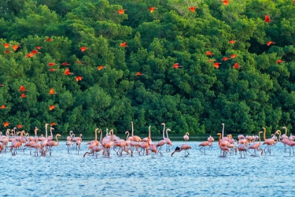 Picture of TRINIDAD-CARONI SWAMP. SCARLET IBIS BIRDS FLYING OVER AMERICAN FLAMINGOS.