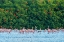 Picture of TRINIDAD-CARONI SWAMP. SCARLET IBIS BIRDS FLYING OVER AMERICAN FLAMINGOS.