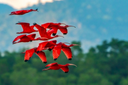 Picture of TRINIDAD-CARONI SWAMP. SCARLET IBIS BIRDS IN FLIGHT.