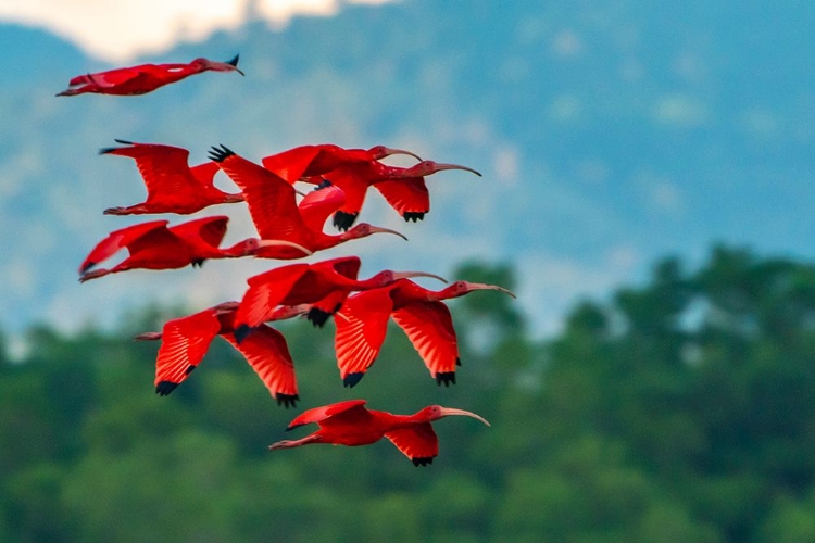 Picture of TRINIDAD-CARONI SWAMP. SCARLET IBIS BIRDS IN FLIGHT.