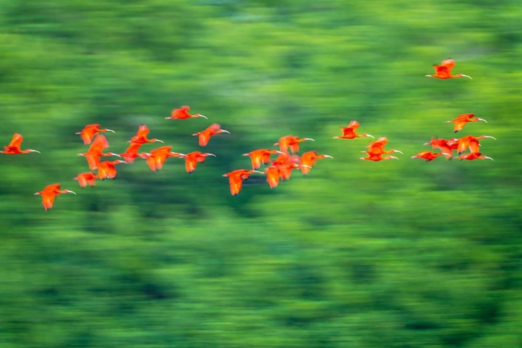 Picture of TRINIDAD-CARONI SWAMP. SCARLET IBIS BIRDS IN FLIGHT.