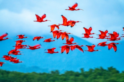 Picture of TRINIDAD-CARONI SWAMP. SCARLET IBIS BIRDS IN FLIGHT.