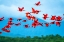 Picture of TRINIDAD-CARONI SWAMP. SCARLET IBIS BIRDS IN FLIGHT.