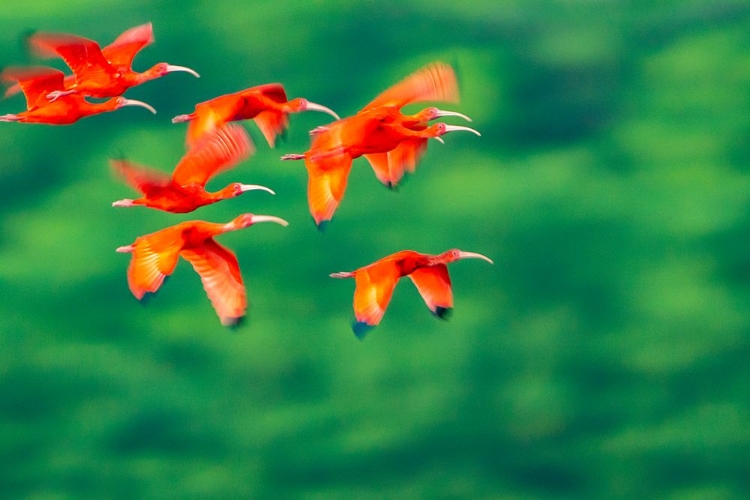 Picture of TRINIDAD-CARONI SWAMP. SCARLET IBIS BIRDS IN FLIGHT.