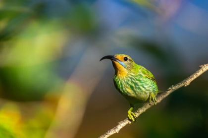 Picture of TRINIDAD. PURPLE HONEYCREEPER FEMALE IN YERETTE HUMMINGBIRD REFUGE.