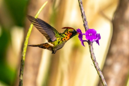 Picture of TRINIDAD. TUFTED COQUETTE HUMMINGBIRD FEEDING ON VERVAIN FLOWER.