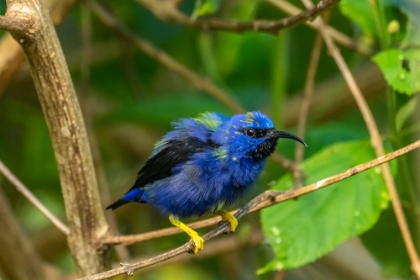 Picture of TRINIDAD. PURPLE HONEYCREEPER MALE IN YERETTE REFUGE.