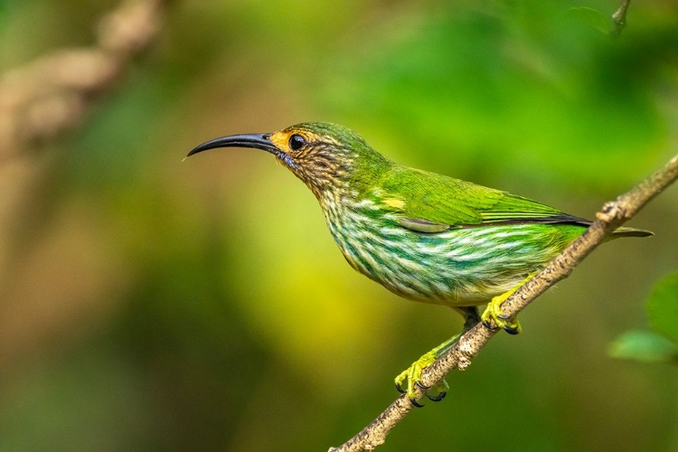 Picture of TRINIDAD. PURPLE HONEYCREEPER FEMALE IN YERETTE REFUGE.