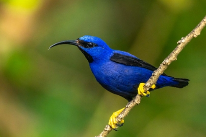 Picture of TRINIDAD. PURPLE HONEYCREEPER MALE IN YERETTE REFUGE.