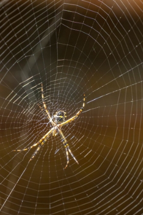 Picture of TRINIDAD. ORB WEAVER SPIDER AND WEB IN YERETTE.