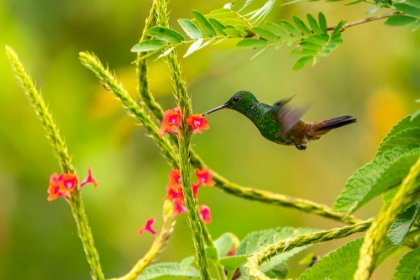 Picture of TRINIDAD. COPPER-RUMPED HUMMINGBIRD FEEDING ON FLOWERS.