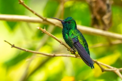 Picture of TRINIDAD. BLUE-CHINNED SAPPHIRE HUMMINGBIRD IN YERETTE REFUGE.