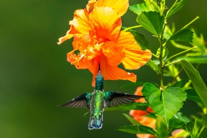 Picture of TRINIDAD. WHITE-NECKED JACOBIN HUMMINGBIRD FEEDING ON HIBISCUS FLOWER.