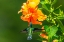 Picture of TRINIDAD. WHITE-NECKED JACOBIN HUMMINGBIRD FEEDING ON HIBISCUS FLOWER.