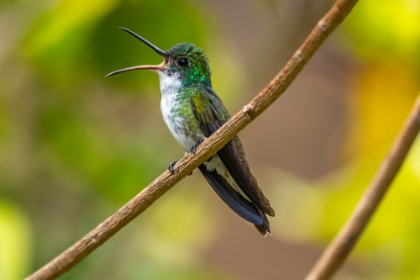 Picture of TRINIDAD. WHITE-CHESTED EMERALD HUMMINGBIRD SINGING.