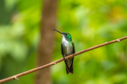 Picture of TRINIDAD. WHITE-CHESTED EMERALD HUMMINGBIRD ON LIMB.