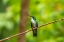 Picture of TRINIDAD. WHITE-CHESTED EMERALD HUMMINGBIRD ON LIMB.