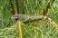 Picture of TRINIDAD. GREEN IGUANA IN PALM TREE IN YERETTE REFUGE.