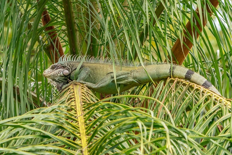 Picture of TRINIDAD. GREEN IGUANA IN PALM TREE IN YERETTE REFUGE.