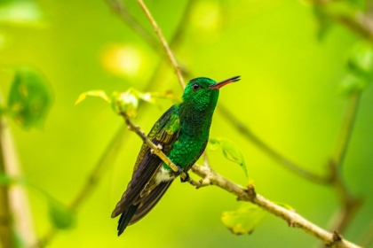 Picture of TRINIDAD. COPPER-RUMPED HUMMINGBIRD IN YERETTE REFUGE.