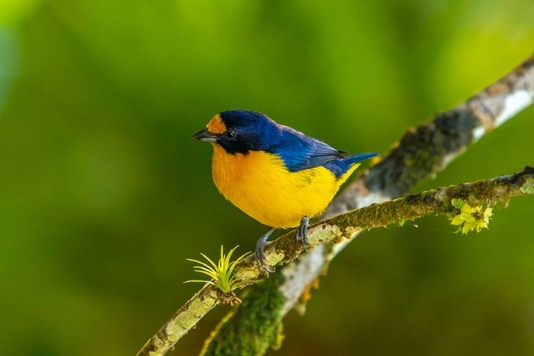 Picture of TRINIDAD. VIOLACEOUS EUPHONIA BIRD CLOSE-UP.