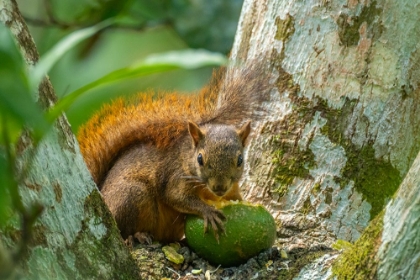 Picture of TRINIDAD. CLOSE-UP OF RED-TAILED SQUIRREL IN TREE EATING FRUIT.