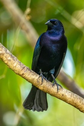 Picture of TRINIDAD. CLOSE-UP OF SHINY COWBIRD ON LIMB.