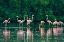 Picture of TRINIDAD-CARONI SWAMP. AMERICAN FLAMINGOS FEEDING.