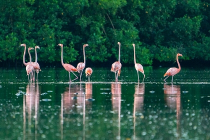 Picture of TRINIDAD-CARONI SWAMP. AMERICAN FLAMINGOS FEEDING.