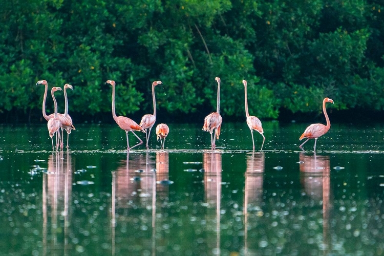 Picture of TRINIDAD-CARONI SWAMP. AMERICAN FLAMINGOS FEEDING.