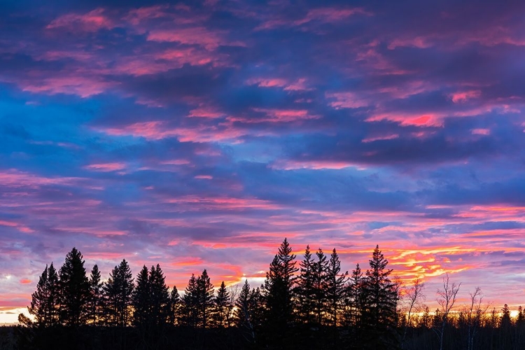 Picture of CANADA-MANITOBA-BIRDS HILL PROVINCIAL PARK. SUNSET SILHOUETTES EVERGREEN TREES.