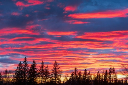 Picture of CANADA-MANITOBA-BIRDS HILL PROVINCIAL PARK. SUNSET SILHOUETTES EVERGREEN TREES.