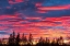 Picture of CANADA-MANITOBA-BIRDS HILL PROVINCIAL PARK. SUNSET SILHOUETTES EVERGREEN TREES.