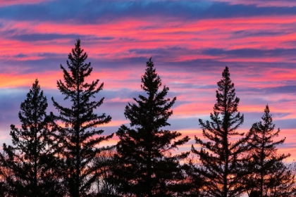 Picture of CANADA-MANITOBA-BIRDS HILL PROVINCIAL PARK. SUNSET SILHOUETTES EVERGREEN TREES.