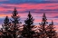 Picture of CANADA-MANITOBA-BIRDS HILL PROVINCIAL PARK. SUNSET SILHOUETTES EVERGREEN TREES.