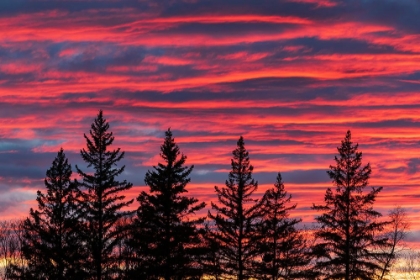 Picture of CANADA-MANITOBA-BIRDS HILL PROVINCIAL PARK. SUNSET SILHOUETTES EVERGREEN TREES.