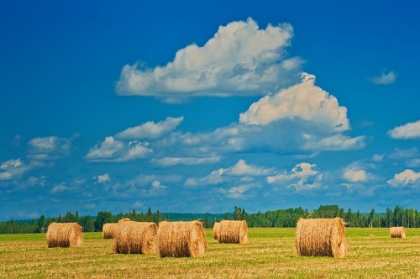 Picture of CANADA-ONTARIO-NEW LISKEARD. HAY BALES IN FARM FIELD.