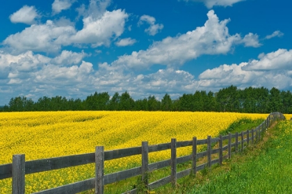 Picture of CANADA-ONTARIO-NEW LISKEARD. YELLOW CANOLA CROP AND WOODEN FENCE.