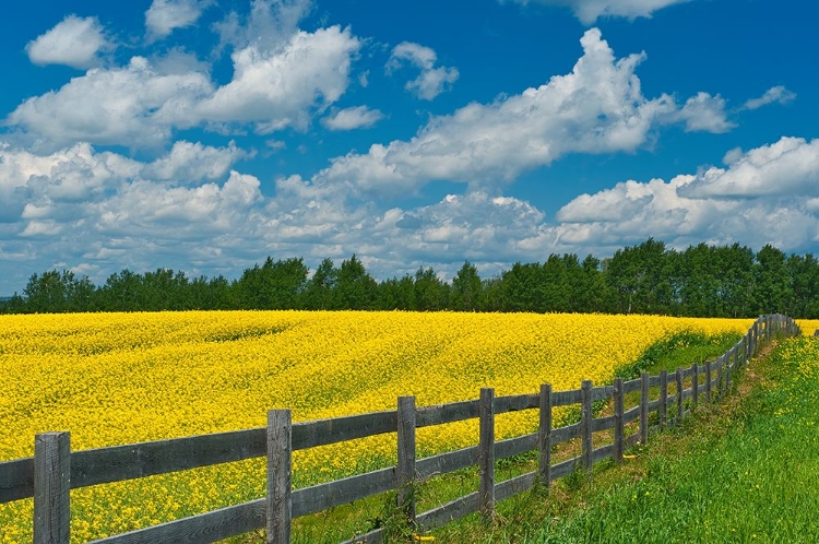 Picture of CANADA-ONTARIO-NEW LISKEARD. YELLOW CANOLA CROP AND WOODEN FENCE.