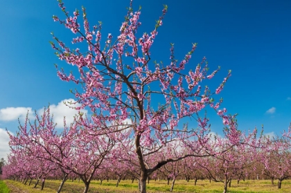 Picture of CANADA-ONTARIO-GRIMSBY. PEACH ORCHARD IN BLOOM.