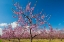 Picture of CANADA-ONTARIO-GRIMSBY. PEACH ORCHARD IN BLOOM.