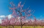 Picture of CANADA-ONTARIO-GRIMSBY. PEACH ORCHARD IN BLOOM.