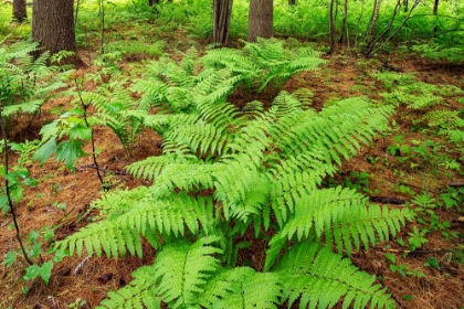 Picture of CANADA-ONTARIO-BOURGET. CINNAMON FERNS IN FOREST.
