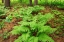 Picture of CANADA-ONTARIO-BOURGET. CINNAMON FERNS IN FOREST.